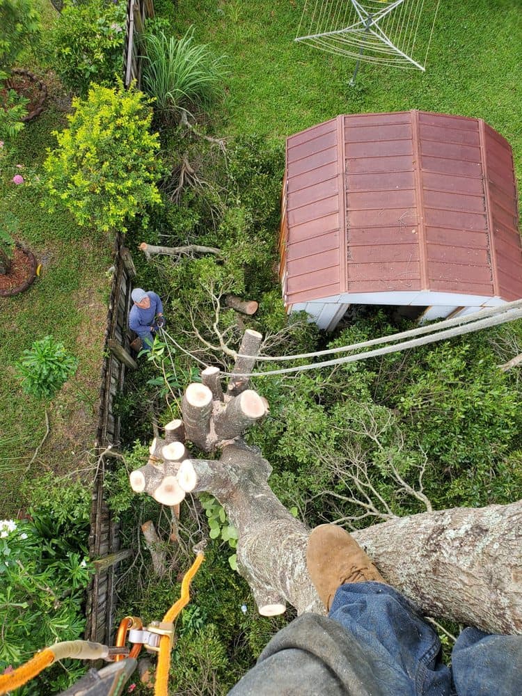 Vicente Tree Services