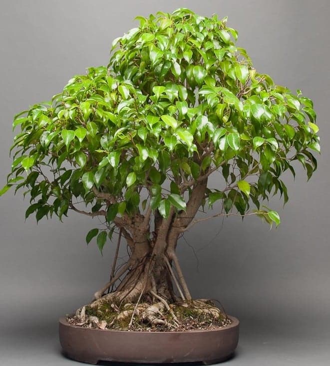 Adam's Art & Bonsai Studio Nursery