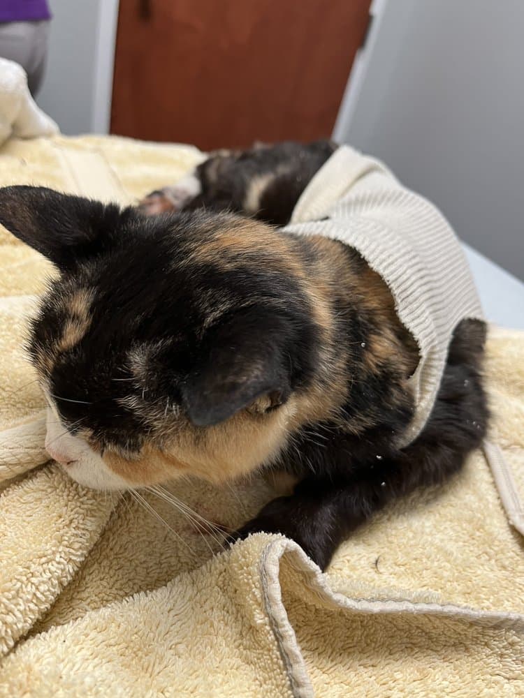 Lakeside Animal Hospital