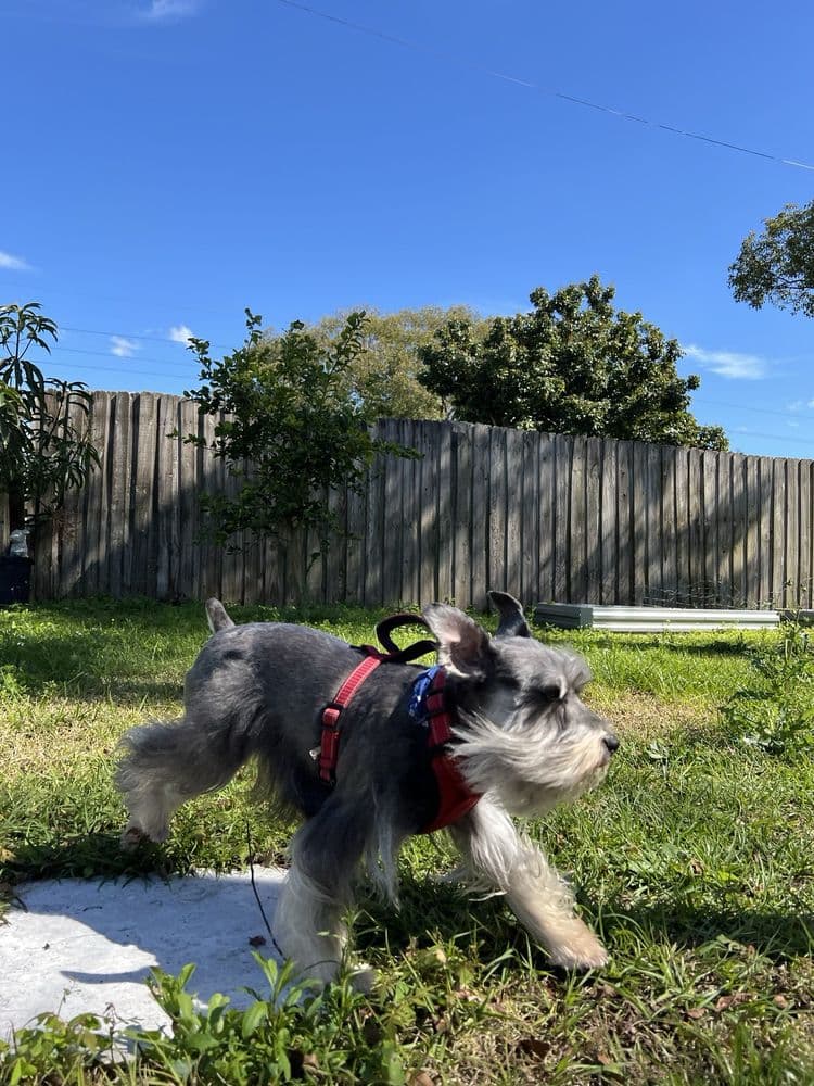 Woof Gang Bakery & Grooming Conway