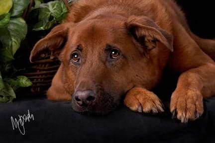 Pet Portraits By Michael
