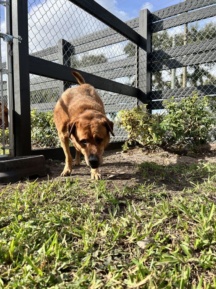 Canine Country Club