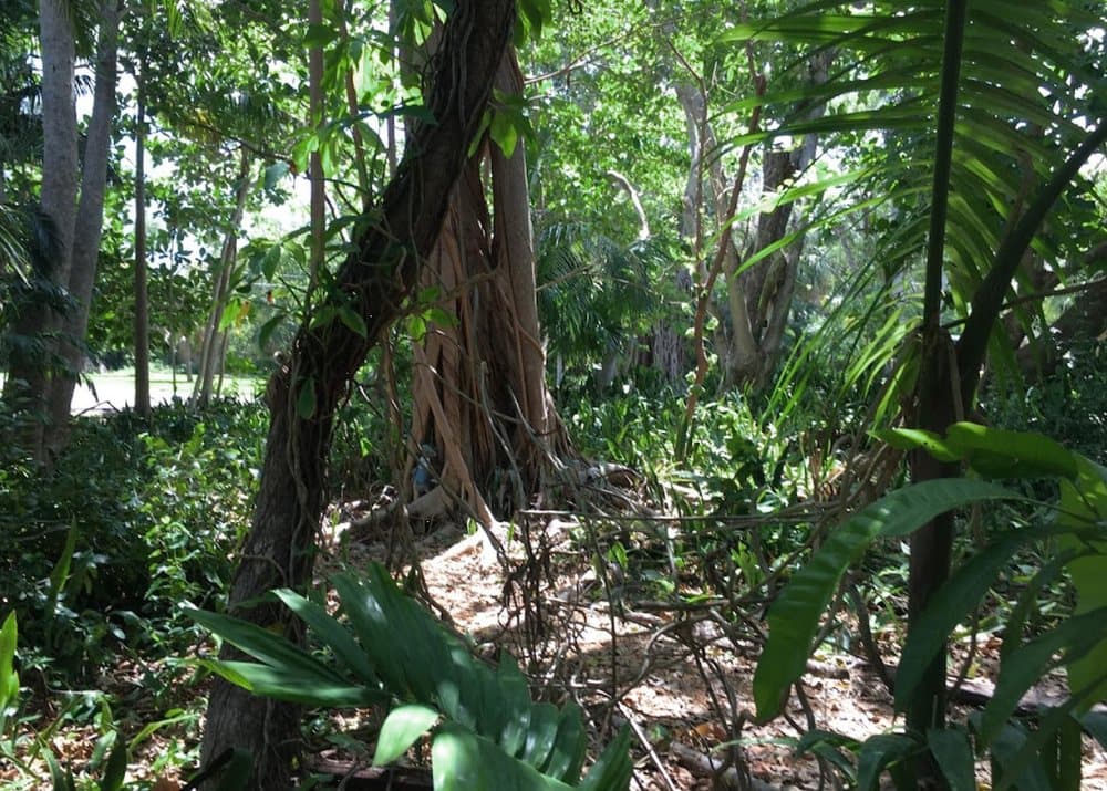 Charlie's Woods