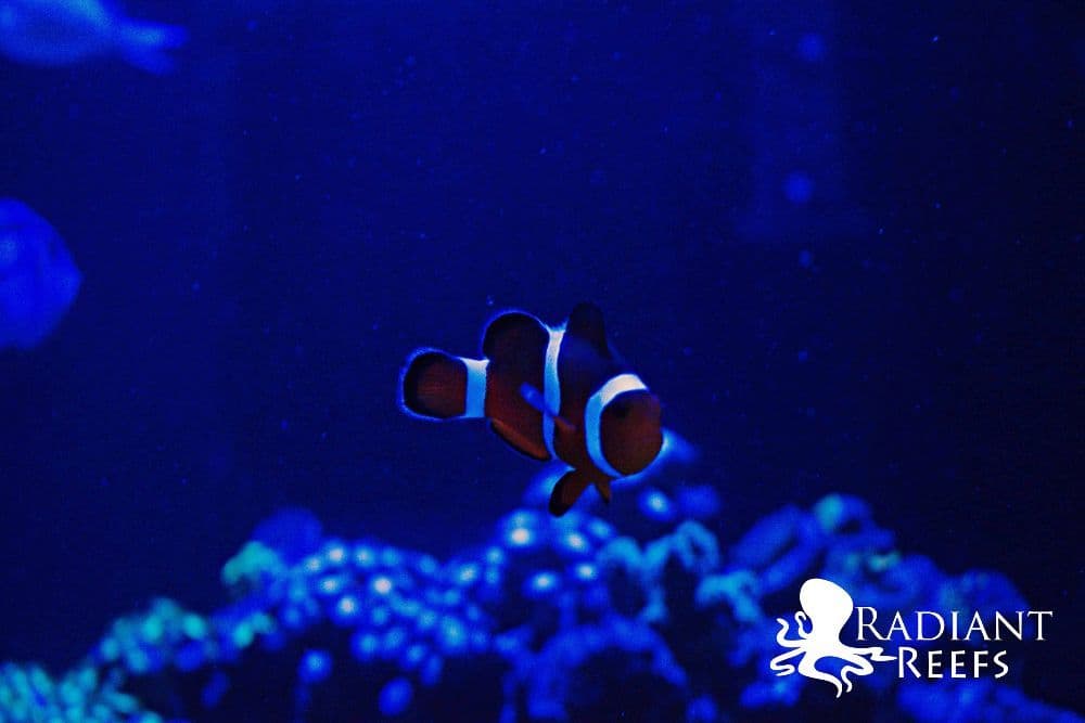 Radiant Reefs Aquarium Cleaning & Maintenance Services