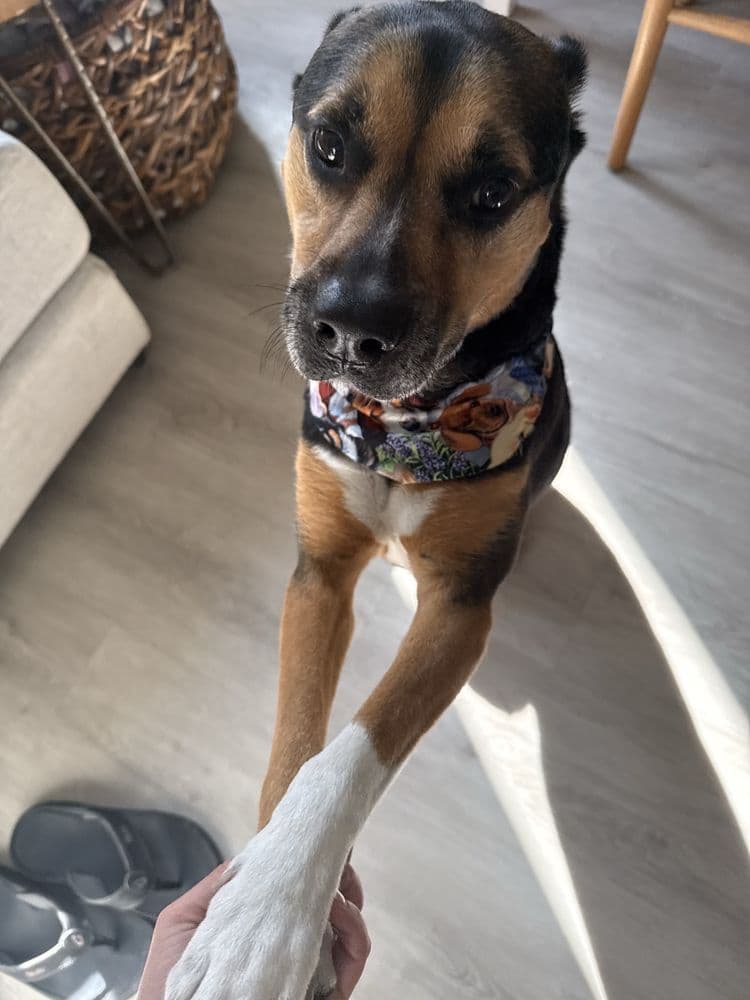 Professional Dog Mobile Grooming