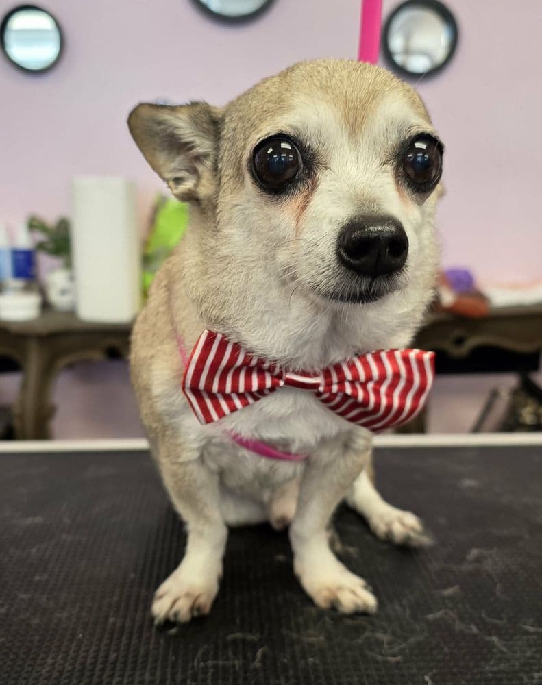 The Spotted Dog Pet Spa