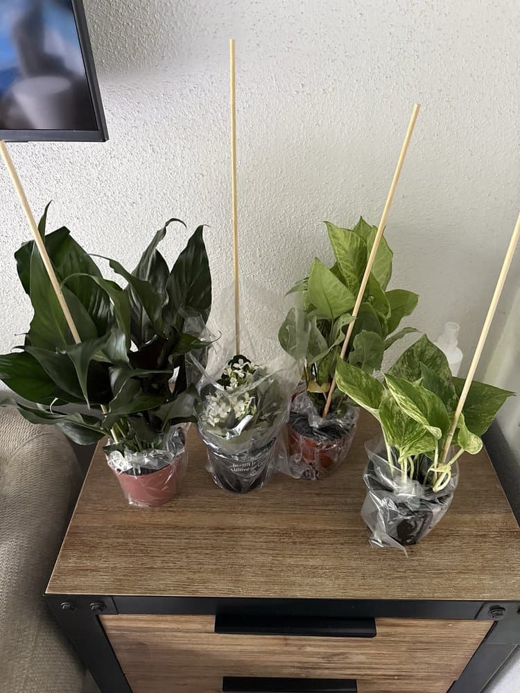 Downtown Florists