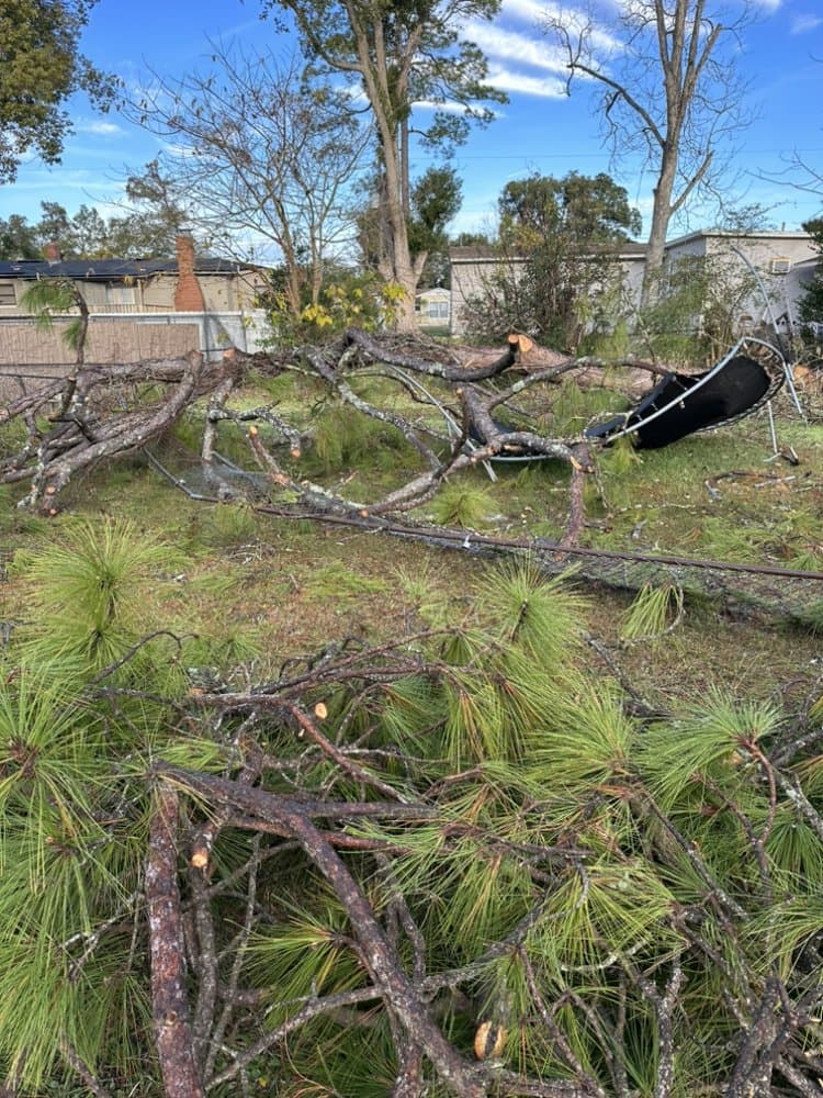 Maurice’s Tree And Lawn Service