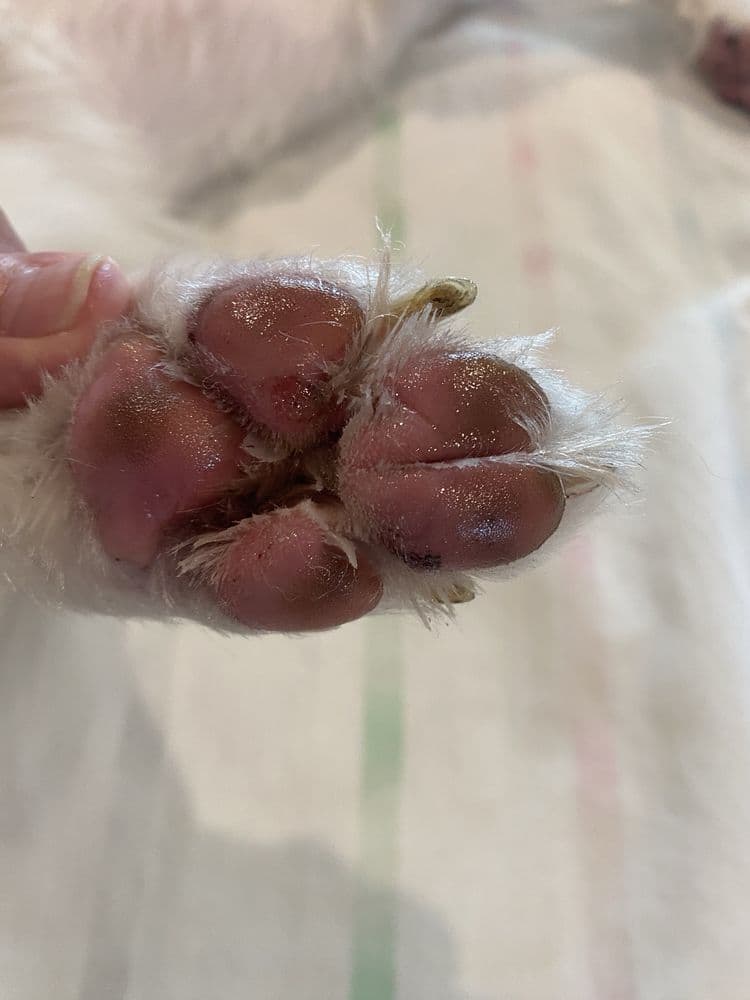 BarkSuds