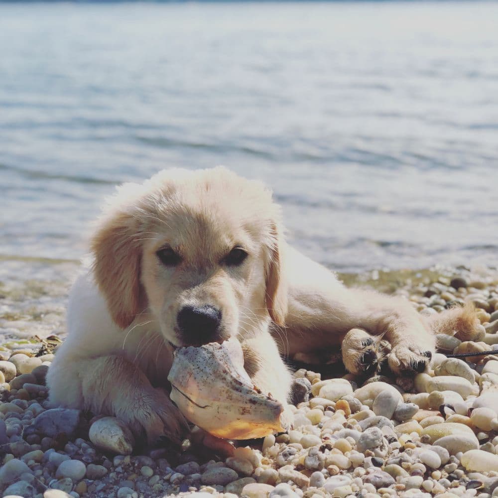 Greenwich Canine Concierge
