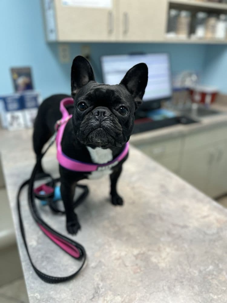 Animal Hospital at Vista Lakes