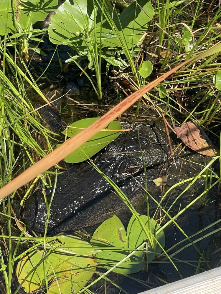 Marsh Landing Adventures / Orlando Airboat Tours