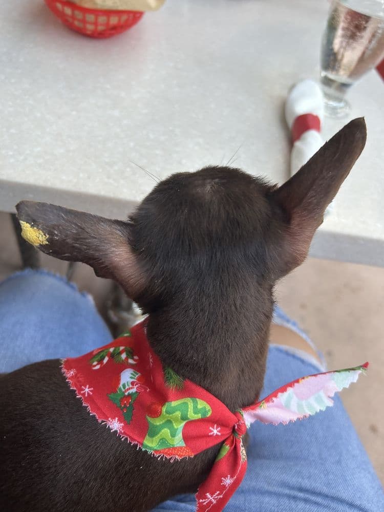 Woof Gang Bakery & Grooming - Doral