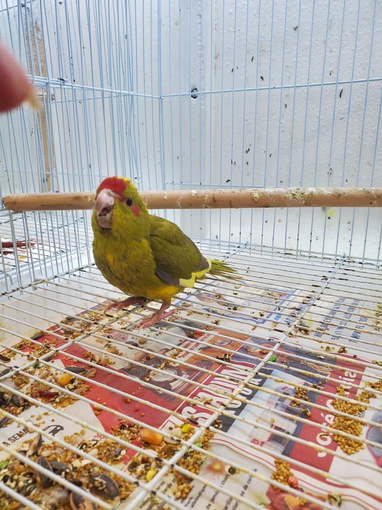 Zuri Palomas Pet Shop
