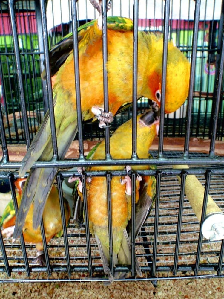 Exotic Bird House
