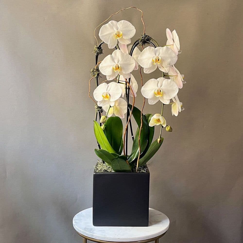 Nila's Flowers