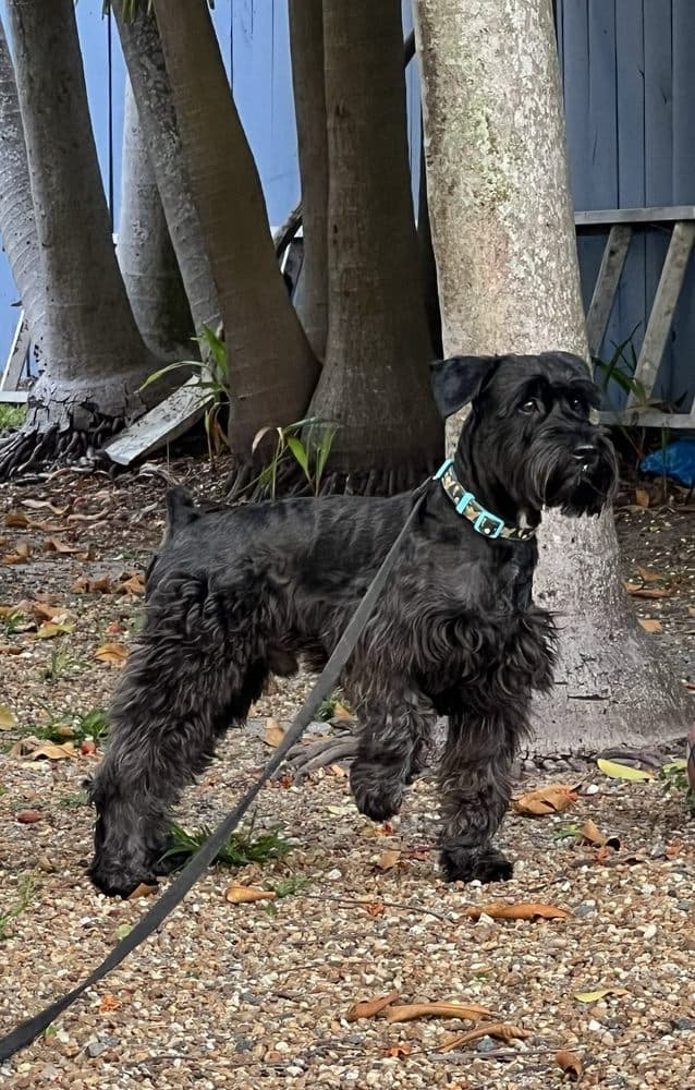 Animal Welfare Society of South Florida