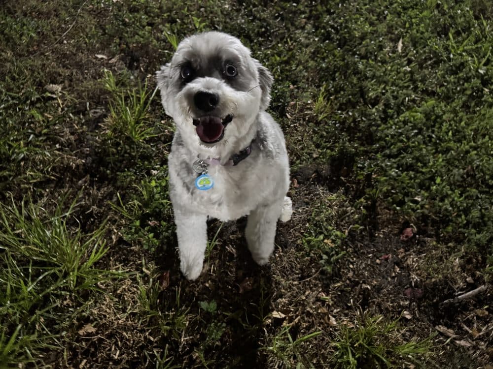 Paws Miami