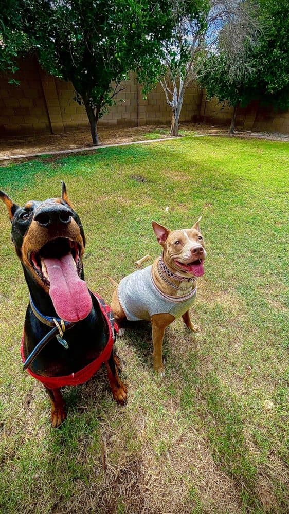 Woodland Lodge Pet Resort