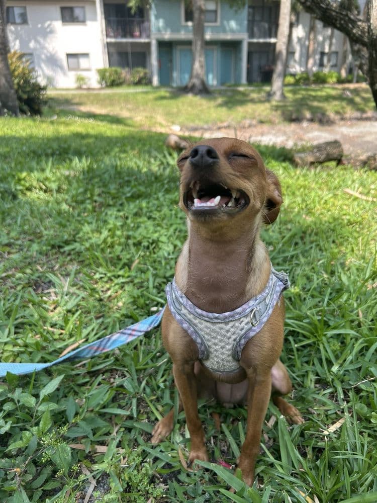 North Bay Animal Hospital