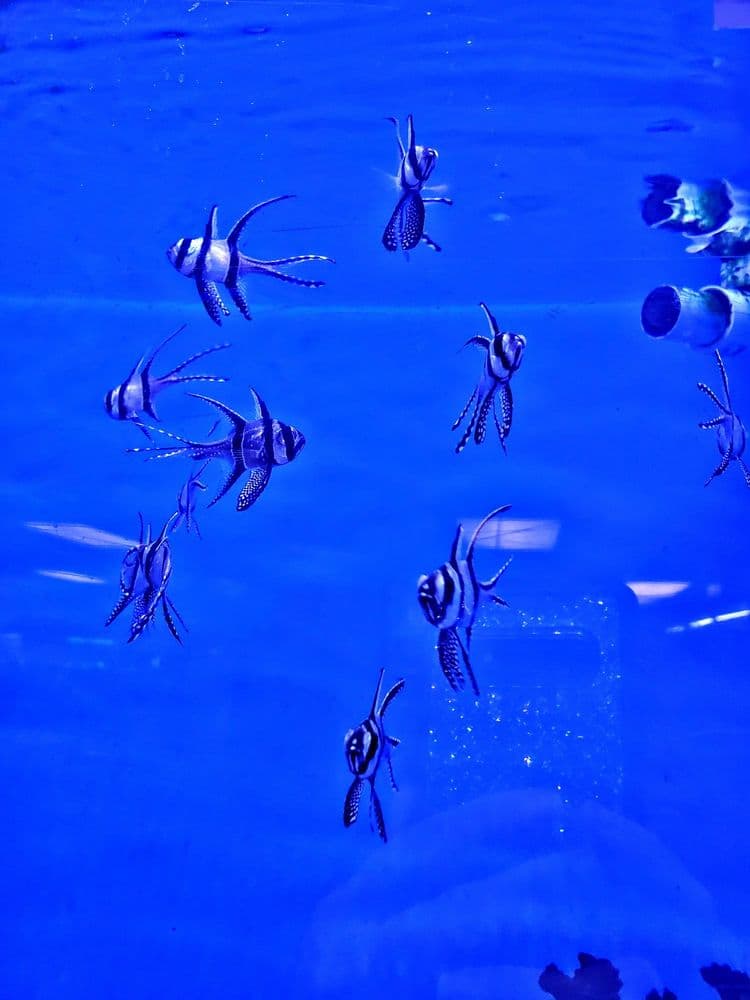 Orange Park Aquatics