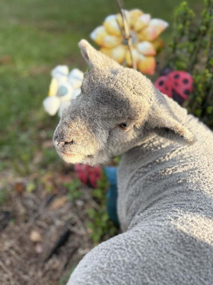 Rooterville Animal Sanctuary