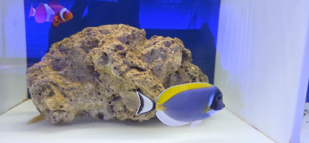 Branch Aquatics Aquarium Store