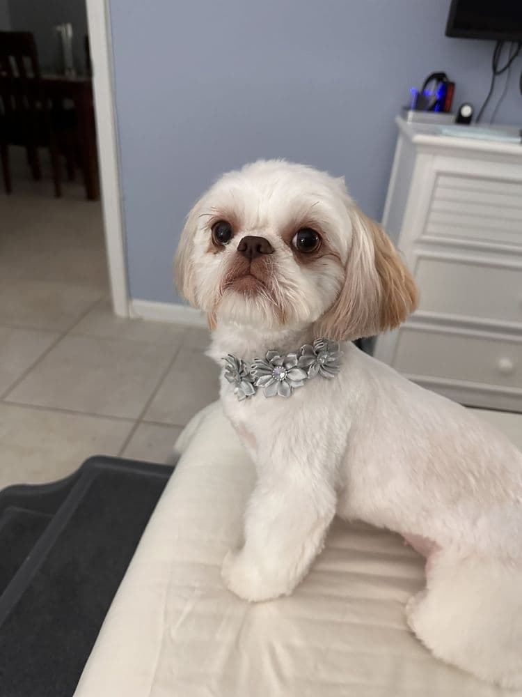 Bella's Express Grooming