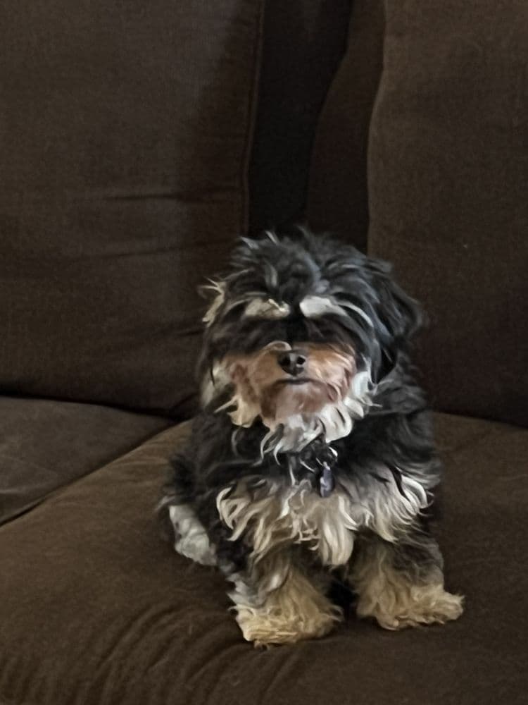 Le Pup Pet Supplies & Grooming