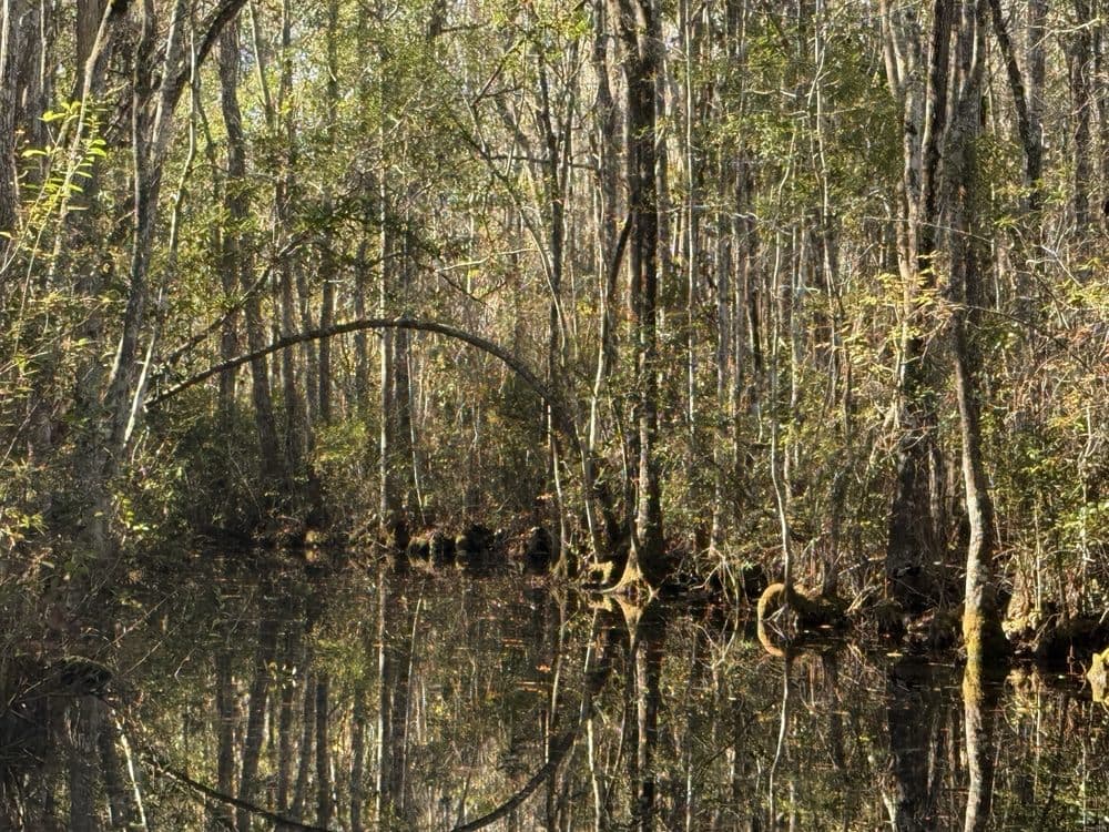 Okefenokee Swamp Park