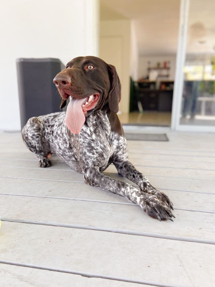 WOOF N WAG MIAMI
