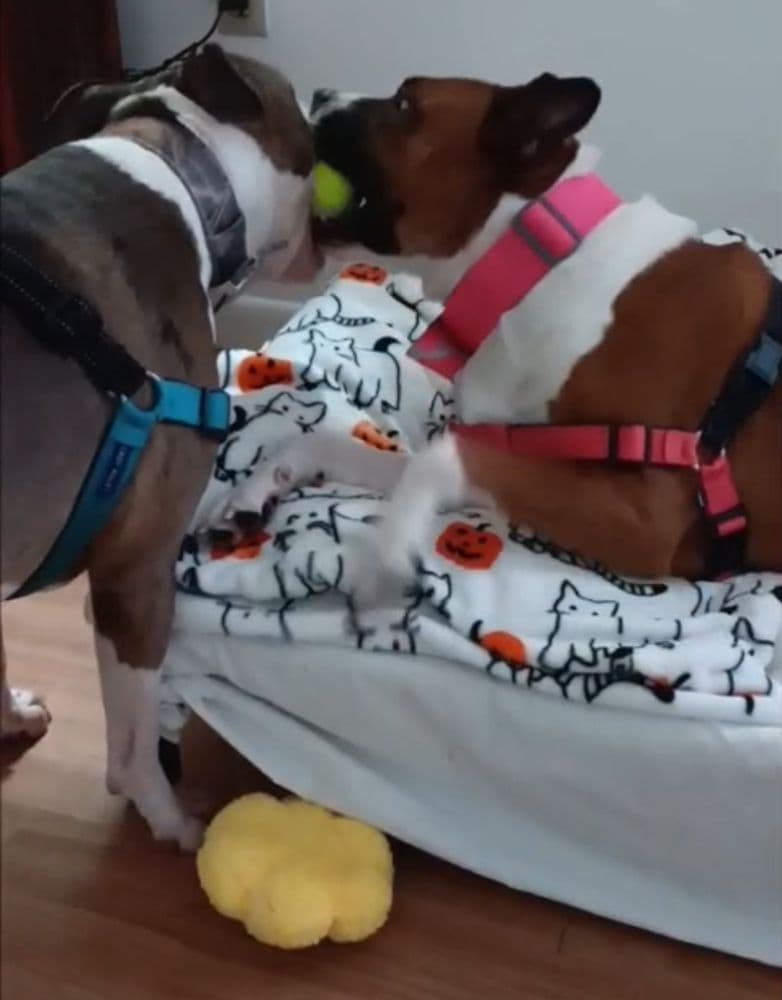 The Dog Father