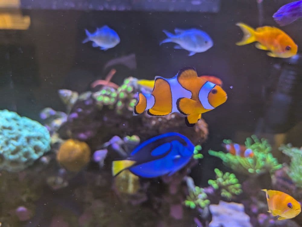 Aquarium Show