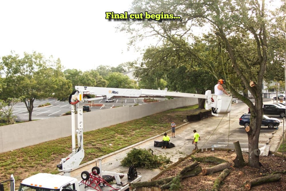 Champion Tree Care