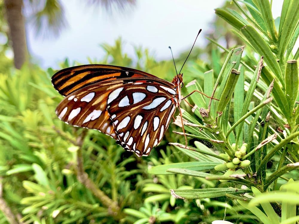Rocky Creek Trails Nature Preserve
