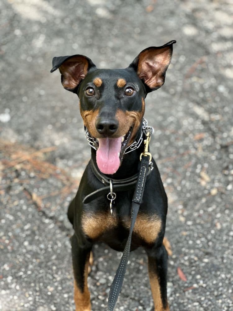 JAX Dog Training