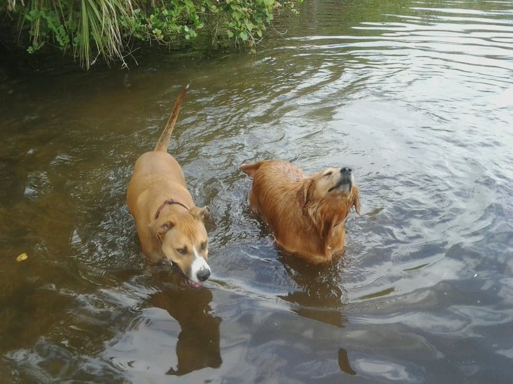 Coconut Grove Dog Walker