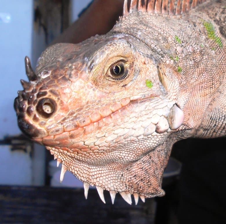 Florida Iguana & Tortoise Breeders