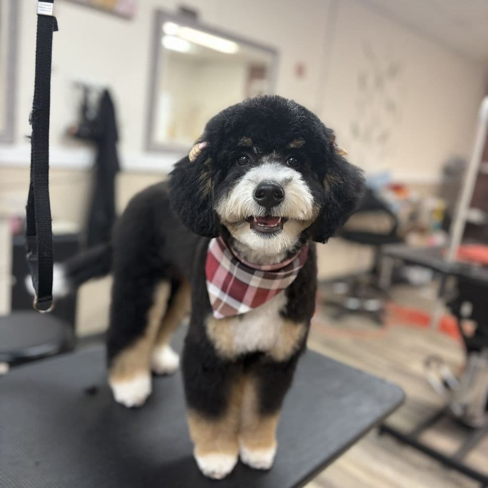 All Pets Grooming Salon
