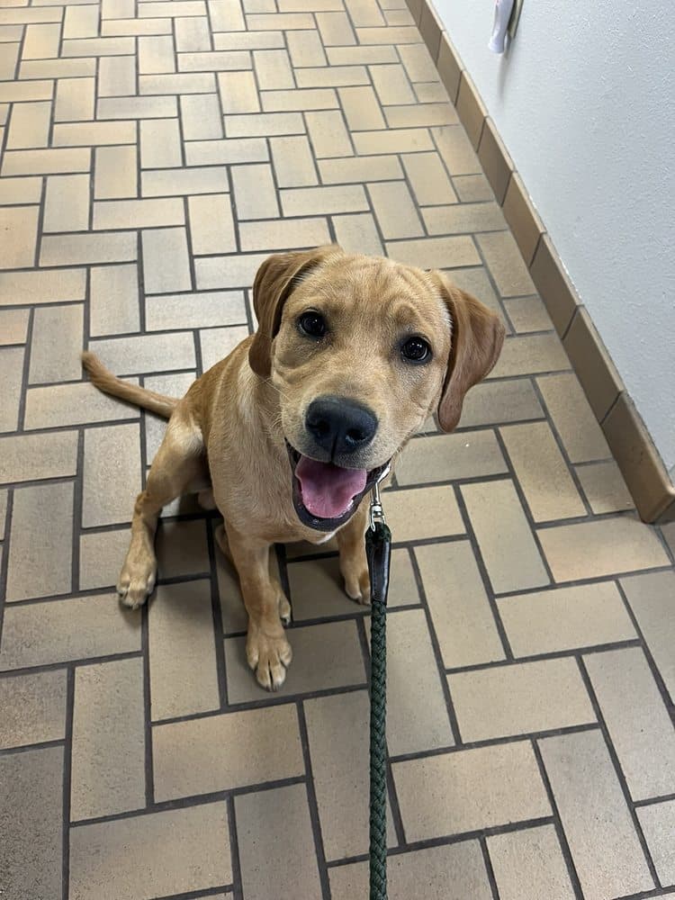 Fairbanks Animal Hospital