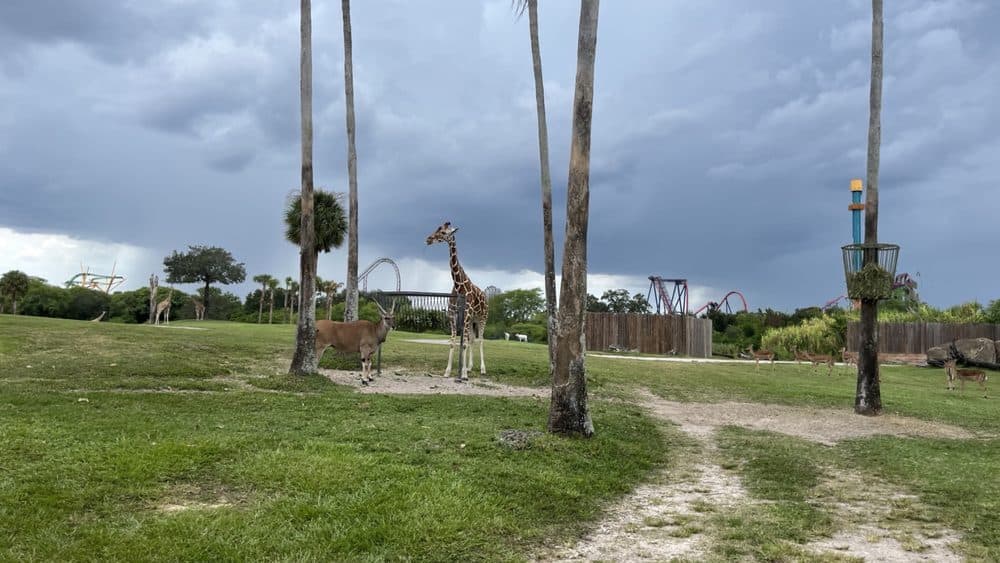Serengeti Express Train Busch Gardens