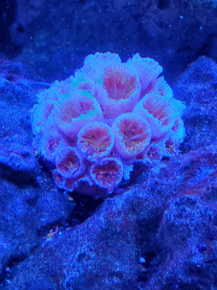 Sun Corals Direct
