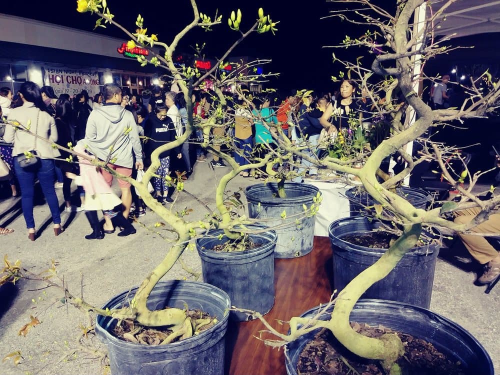 Vietnamese Night Market