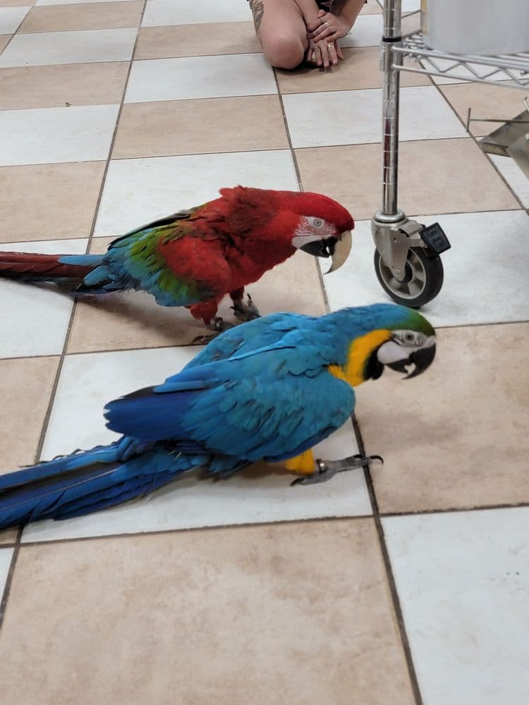 Golden Cockatoo