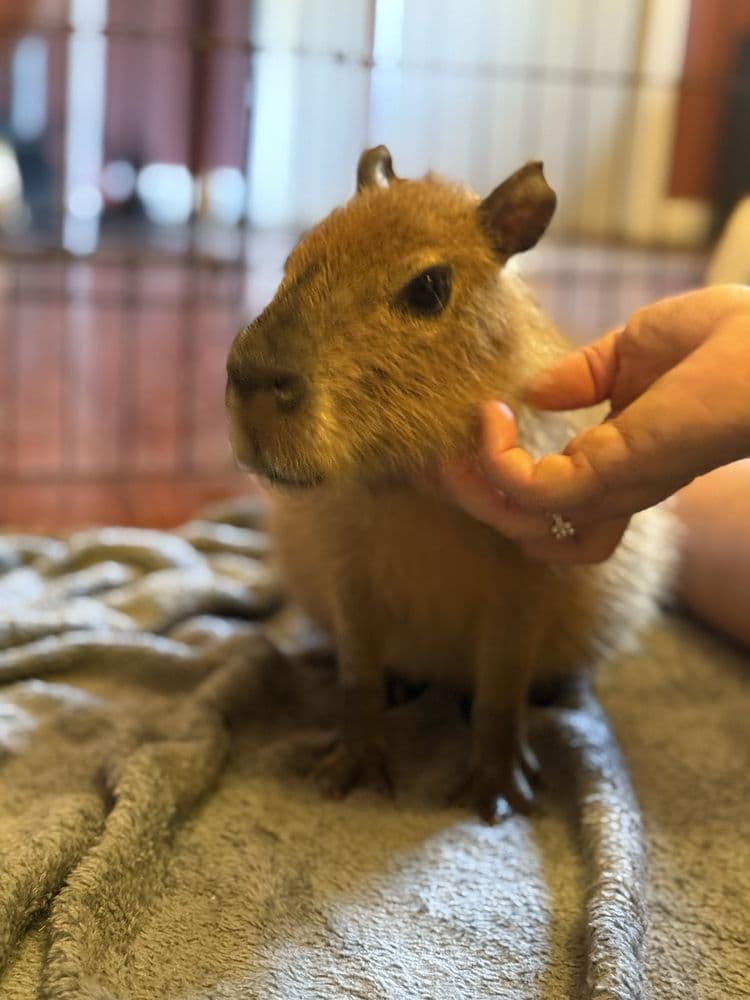 Bambi's Mini Petting Farm