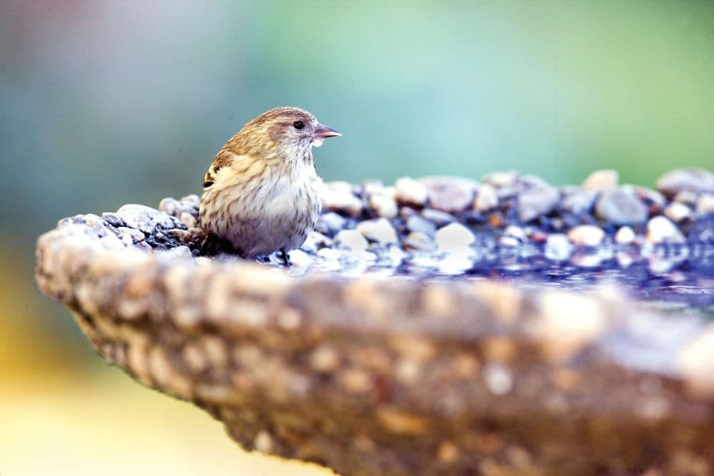 Wild Birds Unlimited