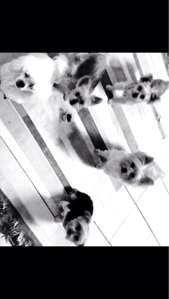 Runway Pet Grooming