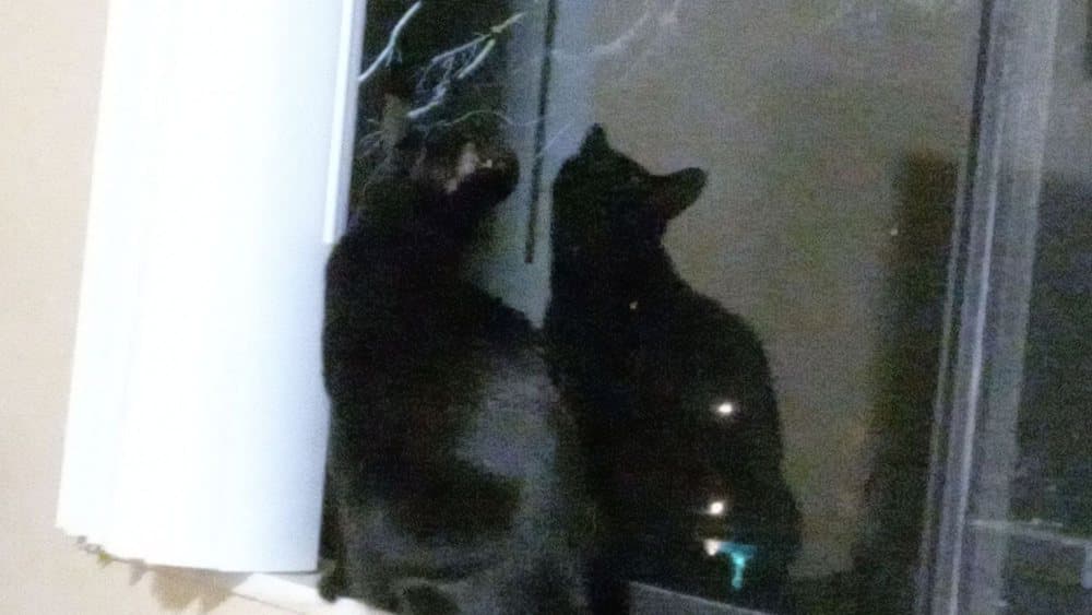 Wags And Purrs Specialty Pantry