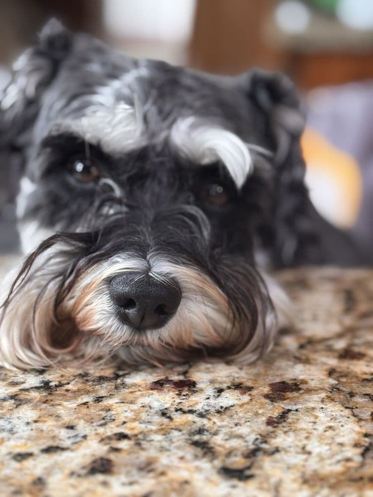 Petco