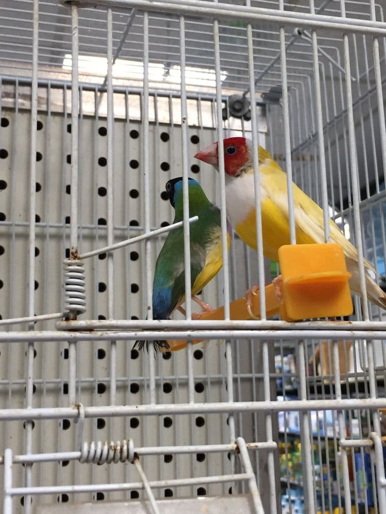 Finches & Fins